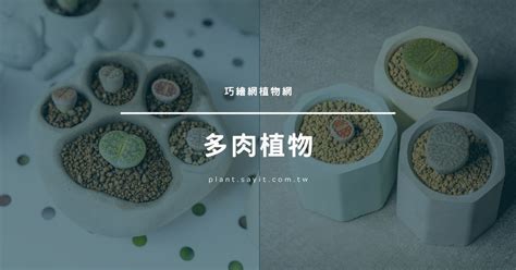 花盆擺設|綠意點綴